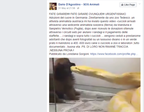 Il cagnolino ucciso dal pitone in Germania