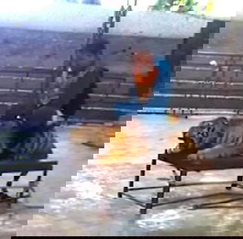 La tigre al circo, o è lo zoo?