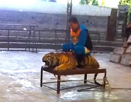 La tigre al circo, o è lo zoo? article-post