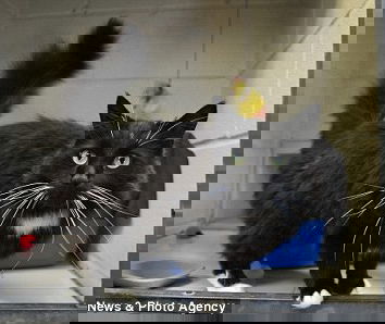 Il gatto nel microonde