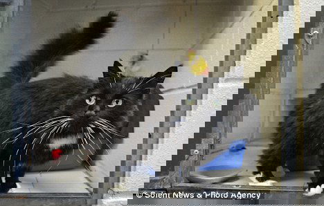 Il gatto nel microonde