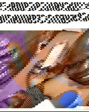 I leoni che sbranano i bracconieri