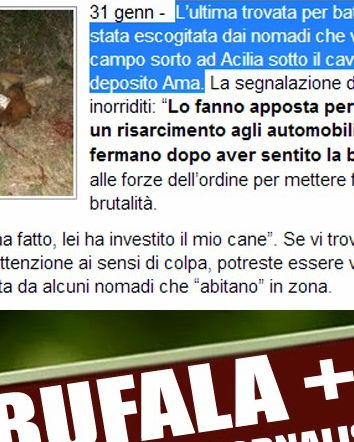 Rom gettano cani sotto alle auto?