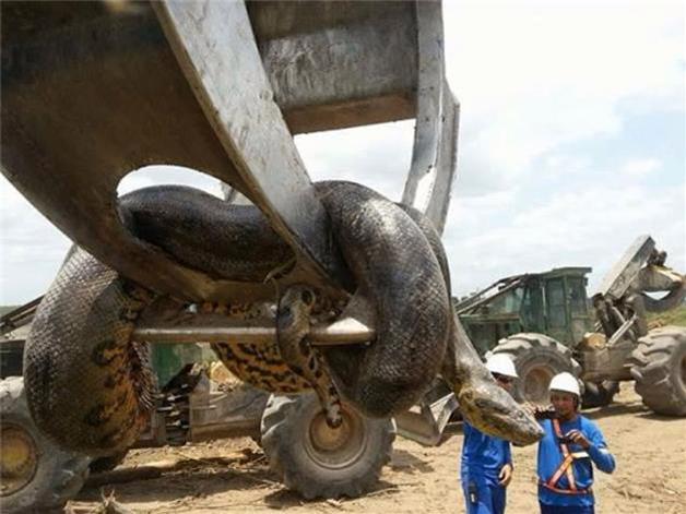 L’anaconda gigante in Brasile article-post