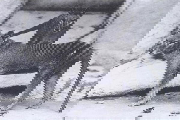 Tilacino: leggenda o realtà?