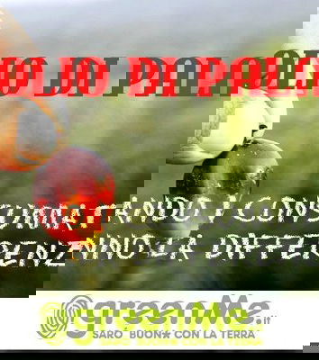 La chimica assolve l’olio di palma