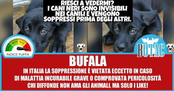 Cani neri soppressi
