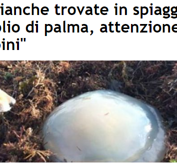 Le sfere di olio di palma