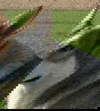 Grisù, un eroe sconosciuto