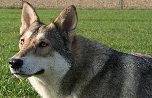 Grisù, un eroe sconosciuto article-post