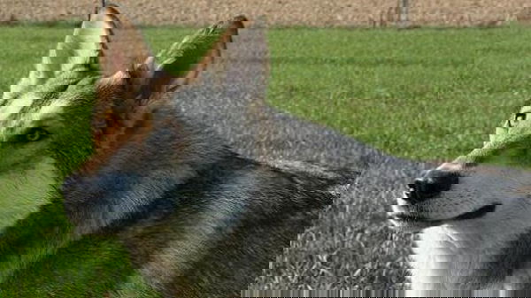 Grisù, un eroe sconosciuto