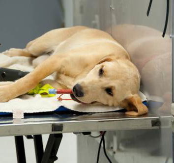 La tassa sui cani non sterilizzati