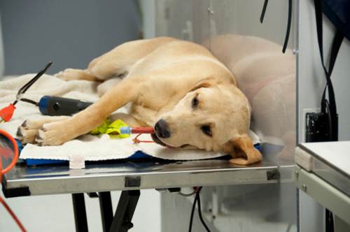 La tassa sui cani non sterilizzati article-post