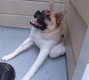 Animali fantastici e dove trovarli