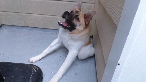 Animali fantastici e dove trovarli article-post