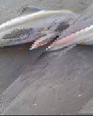 Il delfino di Schrödinger