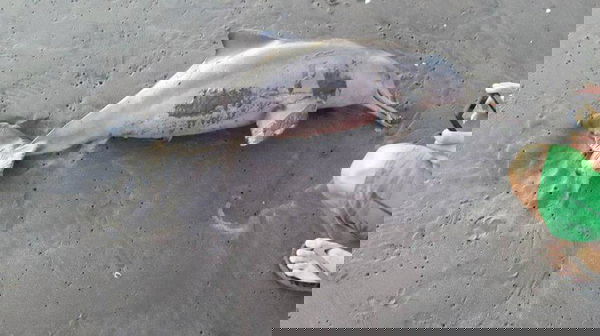 Il delfino di Schrödinger