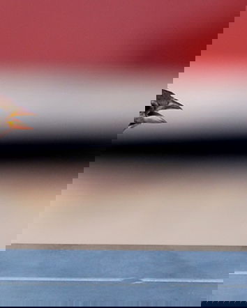 Animalista ribellati!