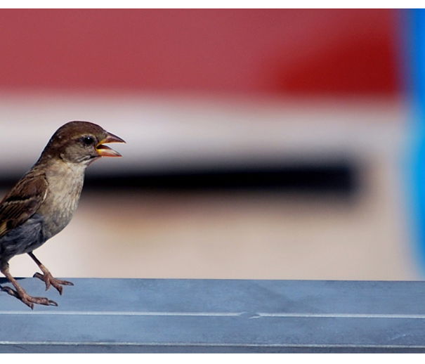 Animalista ribellati! article-post