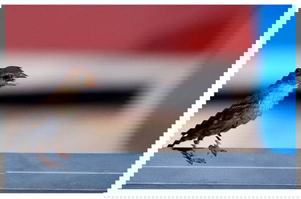 Animalista ribellati!