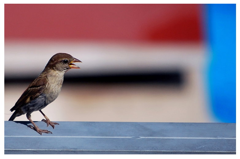 Animalista ribellati! article-post