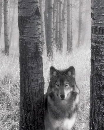 Attenti al lupo (o a Striscia)