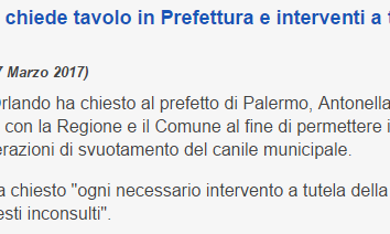 Il canile di Palermo: confusione all’italiana