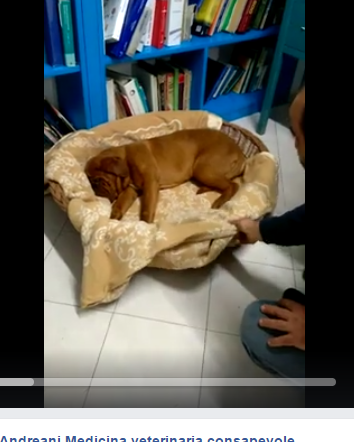 L’antiparassitario Bravecto uccide i cani?