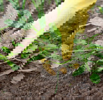 L’erbaccia da non estirpare