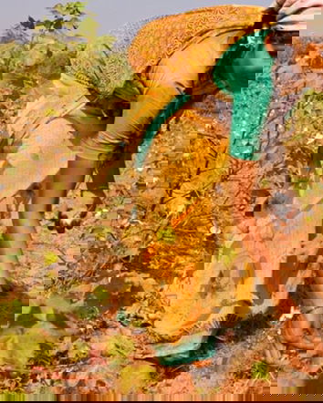 Monsanto e le sementi in India