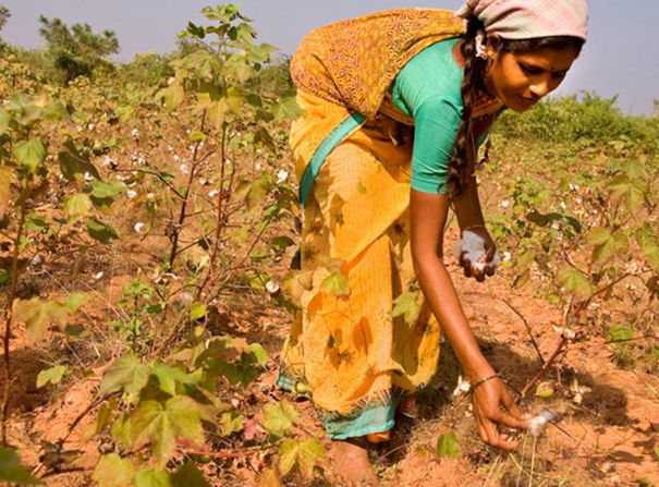 Monsanto e le sementi in India article-post