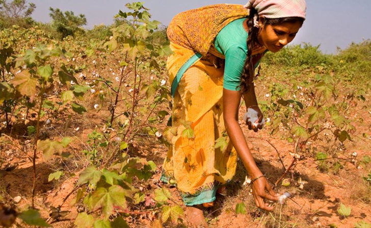 Monsanto e le sementi in India article-post