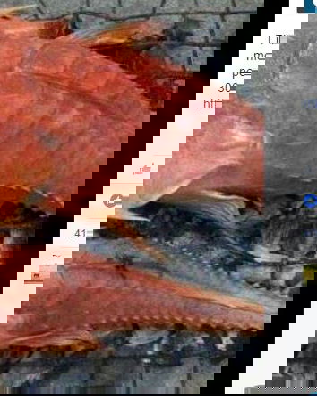 Creature misteriose? No, pesci forca