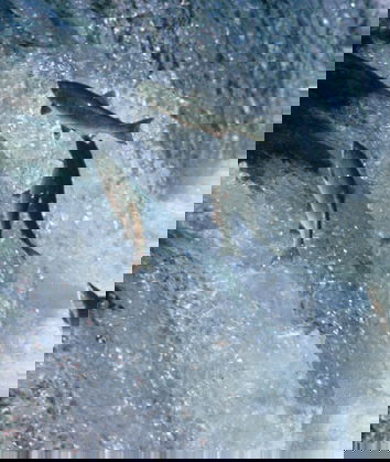 Indovina chi viene a cena – Salmone e Report