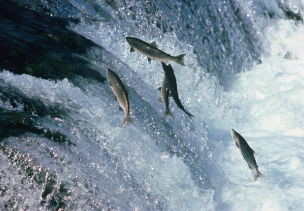 Indovina chi viene a cena – Salmone e Report article-post