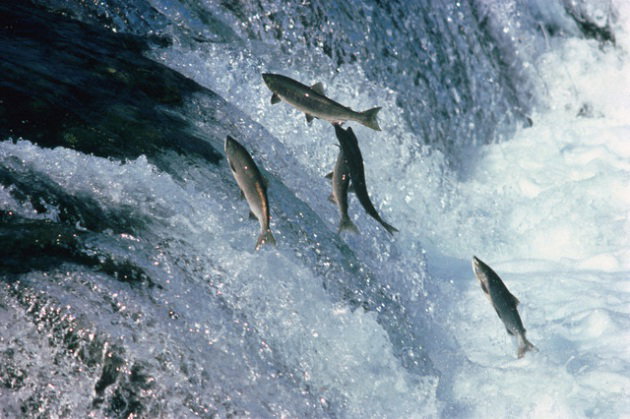 Indovina chi viene a cena – Salmone e Report article-post