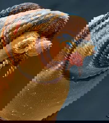 Parassiti umani e come combatterli