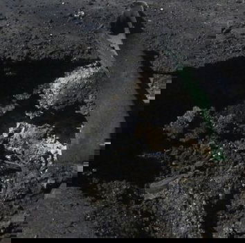 Armi chimiche, quello che si sa