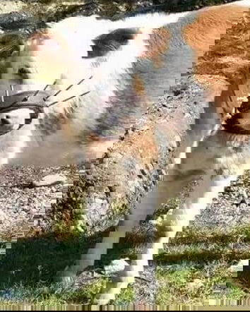 Lo svezzamento dei vitelli