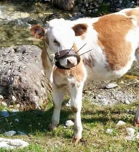 Lo svezzamento dei vitelli