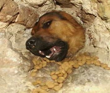 Cani murati vivi – notizia di 5 anni fa