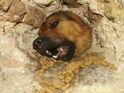 Cani murati vivi – notizia di 5 anni fa article-post