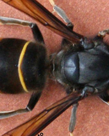 Allarme vespa “aliena”