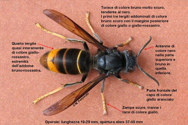 Allarme vespa “aliena”