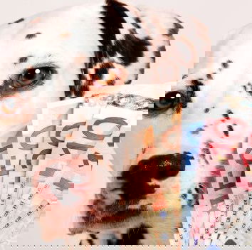 Hai un cane? Hai diritto a 450 euro mensili, scopri come…