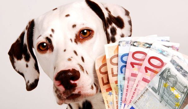 Hai un cane? Hai diritto a 450 euro mensili, scopri come… article-post