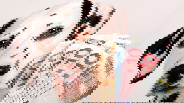 Hai un cane? Hai diritto a 450 euro mensili, scopri come…