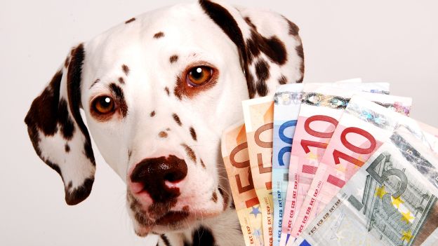 Hai un cane? Hai diritto a 450 euro mensili, scopri come… article-post