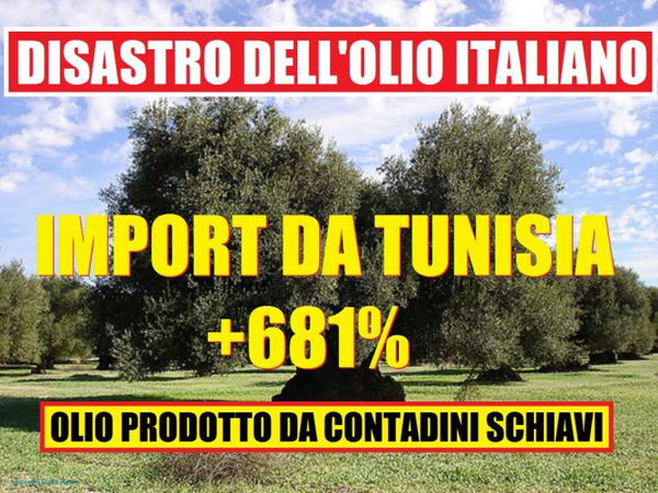 Olio tunisino: come è andata a finire?