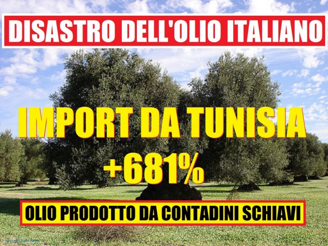 Olio tunisino: come è andata a finire? article-post